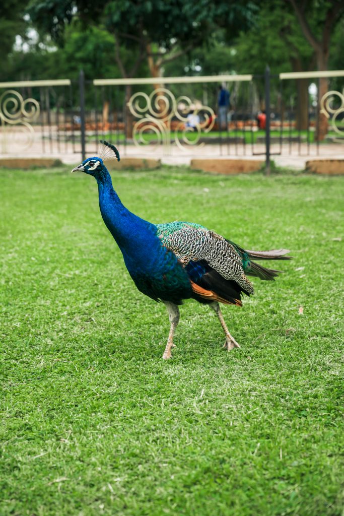 leopardshillmemorialpark 45